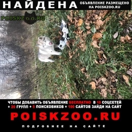 Подробнее об объявлении «Найдена собака Пушкино» Фото: найдена собака  «Найдена собака Пушкино» в г. Пушкино