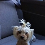 Подробнее об объявлении «Пропала собака йорк девочка лакки Санкт-Петербург» Фото: пропала собака Йоркширский терьер «Пропала собака йорк девочка лакки Санкт-Петербург» в г. Санкт-Петербург