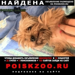 Подробнее об объявлении «Найдена собака вернём только хозяину Ростов-на-Дону» Фото: найдена собака Йоркширский терьер «Найдена собака вернём только хозяину...» в г. Ростов-на-Дону
