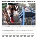 Подробнее об объявлении «Пропала собака, ясенево, гладкая рыжая дворняжка Москва» Фото: пропала собака  «Пропала собака, ясенево, гладкая рыжая...» в г. Москва