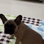 Подробнее об объявлении «Пропала собака кобель Симферополь» Фото: пропала собака Французский бульдог «Пропала собака кобель Симферополь» в г. Симферополь