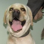 Подробнее об объявлении «Тюмень Пропала собака кобель» Фото: пропала собака Лабрадор ретривер «Тюмень Пропала собака кобель» в г. Тюмень