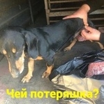 Подробнее об объявлении «Ростов-на-Дону Найдена собака» Фото: найдена собака Такса «Ростов-на-Дону Найдена собака» в г. Ростов-на-Дону