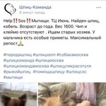 Подробнее об объявлении «Найдена кошка Мытищи» Фото: найдена кошка Чау-чау «Найдена кошка Мытищи» в г. Мытищи