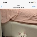 Подробнее об объявлении «Лобня Пропал кот» Фото: пропала кошка Мейн-кун «Лобня Пропал кот» в г. Лобня