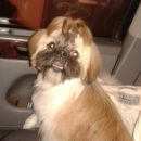 Подробнее об объявлении «Королев Пропала собака кобель помогите найти малыша» Фото: пропала собака Ши-тцу «Королев Пропала собака кобель помогите найти...» в г. Королев