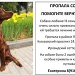 Подробнее об объявлении «Пропала собака девочка, ирландский сеттер руни Москва» Фото: пропала собака Ирландский сеттер «Пропала собака девочка, ирландский сеттер руни...» в г. Москва