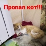 Подробнее об объявлении «Пропал кот Ростов-на-Дону» Фото: пропала кошка  «Пропал кот Ростов-на-Дону» в г. Ростов-на-Дону