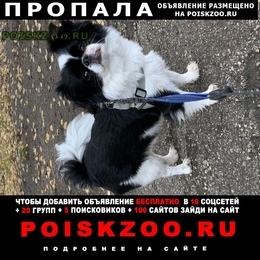 Подробнее об объявлении «Пропала собака кобель Самара» Фото: пропала собака Японский хин «Пропала собака кобель Самара» в г. Самара