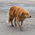 Подробнее об объявлении «Найдена собака коричневого цвета с красным ошейником Москва» Фото: найдена собака  «Найдена собака коричневого цвета с красным...» в г. Москва