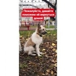 Подробнее об объявлении «Самара Найдена собака» Фото: найдена собака  «Самара Найдена собака» в г. Самара
