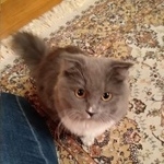 Подробнее об объявлении «Ставрополь Найден кот молодой кот» Фото: найдена кошка  «Ставрополь Найден кот молодой кот» в г. Ставрополь