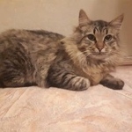 Подробнее об объявлении «Москва Найден кот» Фото: найдена кошка  «Москва Найден кот» в г. Москва