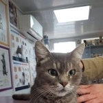 Подробнее об объявлении «Краснодар Найдена кошка домашняя» Фото: найдена кошка Британская короткошерстная «Краснодар Найдена кошка домашняя» в г. Краснодар