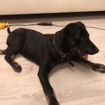 Подробнее об объявлении «Найдена собака кобель щенок 3 мес. с ошейником Москва» Фото: найдена собака  «Найдена собака кобель щенок 3 мес. с ошейником...» в г. Москва