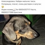 Подробнее об объявлении «Найдена собака кобель Ростов-на-Дону» Фото: найдена собака Такса «Найдена собака кобель Ростов-на-Дону» в г. Ростов-на-Дону