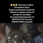 Подробнее об объявлении «Ростов-на-Дону Пропала собака кобель» Фото: пропала собака Той-терьер «Ростов-на-Дону Пропала собака кобель» в г. Ростов-на-Дону