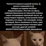 Подробнее об объявлении «Найден кот Ростов-на-Дону» Фото: найдена кошка  «Найден кот Ростов-на-Дону» в г. Ростов-на-Дону