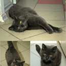 Подробнее об объявлении «Найден кот Магнитогорск» Фото: найдена кошка Русская голубая «Найден кот Магнитогорск» в г. Магнитогорск