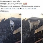 Подробнее об объявлении «Найдена собака кобель Аксай (Ростовская обл.)» Фото: найдена собака Среднеазиатская овчарка «Найдена собака кобель Аксай (Ростовская обл.)» в г. Аксай (Ростовская обл.)