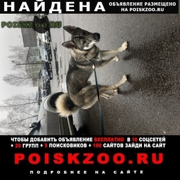 Подробнее об объявлении «Ярославль Найдена собака кобель» Фото: найдена собака  «Ярославль Найдена собака кобель» в г. Ярославль