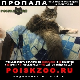 Подробнее об объявлении «Пропала кошка Санкт-Петербург» Фото: пропала кошка  «Пропала кошка Санкт-Петербург» в г. Санкт-Петербург