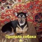 Подробнее об объявлении «Ростов-на-Дону Пропала собака» Фото: пропала собака Татранская овчарка «Ростов-на-Дону Пропала собака» в г. Ростов-на-Дону