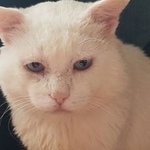 Подробнее об объявлении «Курган Пропала кошка» Фото: пропала кошка  «Курган Пропала кошка» в г. Курган