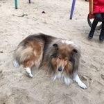 Подробнее об объявлении «Воронеж Найдена собака кобель колли» Фото: найдена собака Колли «Воронеж Найдена собака кобель колли» в г. Воронеж