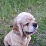 Подробнее об объявлении «Пропала собака кобель Санкт-Петербург» Фото: пропала собака Американский кокер-спаниель «Пропала собака кобель Санкт-Петербург» в г. Санкт-Петербург