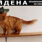 Подробнее об объявлении «Москва Найдена кошка кошечка» Фото: найдена кошка  «Москва Найдена кошка кошечка» в г. Москва