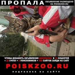 Подробнее об объявлении «Москва Пропала кошка» Фото: пропала кошка Бенгальская «Москва Пропала кошка» в г. Москва