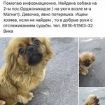 Подробнее об объявлении «Найдена собака Ростов-на-Дону» Фото: найдена собака Пекинес «Найдена собака Ростов-на-Дону» в г. Ростов-на-Дону