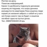 Подробнее об объявлении «Найден кот Ростов-на-Дону» Фото: найдена кошка Британская короткошерстная «Найден кот Ростов-на-Дону» в г. Ростов-на-Дону