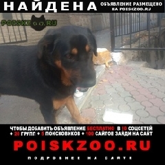 Подробнее об объявлении «Севастополь Найдена собака кобель срочно ищем хозяина» Фото: найдена собака Ротвейлер «Севастополь Найдена собака кобель срочно ищем...» в г. Севастополь