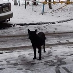 Подробнее об объявлении «Омск Найдена собака кобель фото скину еще» Фото: найдена собака  «Омск Найдена собака кобель фото скину еще» в г. Омск