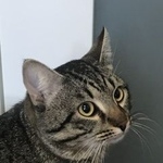 Подробнее об объявлении «Найден кот Набережные Челны» Фото: найдена кошка  «Найден кот Набережные Челны» в г. Набережные Челны