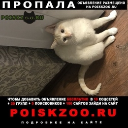 Подробнее об объявлении «Москва Пропал кот» Фото: пропала кошка  «Москва Пропал кот» в г. Москва