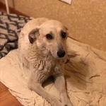 Подробнее об объявлении «Найдена собака, китай-город, чистые пруд Москва» Фото: найдена собака  «Найдена собака, китай-город, чистые пруд Москва» в г. Москва