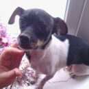 Подробнее об объявлении «Найдена собака Новокузнецк» Фото: найдена собака  «Найдена собака Новокузнецк» в г. Новокузнецк