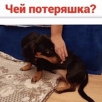 Подробнее об объявлении «Найдена собака кобель Ростов-на-Дону» Фото: найдена собака Такса «Найдена собака кобель Ростов-на-Дону» в г. Ростов-на-Дону