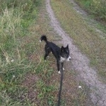 Подробнее об объявлении «Тюмень Пропала собака кобель мальчик 5 лет» Фото: пропала собака  «Тюмень Пропала собака кобель мальчик 5 лет» в г. Тюмень