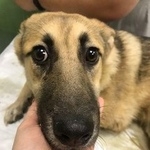 Подробнее об объявлении «Найдена собака Москва» Фото: найдена собака  «Найдена собака Москва» в г. Москва