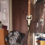 Подробнее об объявлении «Найдена собака Москва» Фото: найдена собака Лабрадор ретривер «Найдена собака Москва» в г. Москва