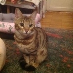 Подробнее об объявлении «Москва Найдена кошка бенгал» Фото: найдена кошка Бенгальская «Москва Найдена кошка бенгал» в г. Москва