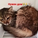 Подробнее об объявлении «Найден кот Ростов-на-Дону» Фото: найдена кошка  «Найден кот Ростов-на-Дону» в г. Ростов-на-Дону