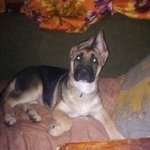 Подробнее об объявлении «Пропала собака кобель Орехово-Зуево» Фото: пропала собака  «Пропала собака кобель Орехово-Зуево» в г. Орехово-Зуево