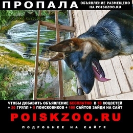 Подробнее об объявлении «Пропала собака кобель Симферополь» Фото: пропала собака Восточно-европейская овчарка «Пропала собака кобель Симферополь» в г. Симферополь