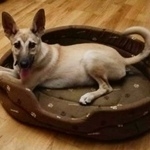 Подробнее об объявлении «Найдена собака щенок. сао. Москва» Фото: найдена собака  «Найдена собака щенок. сао. Москва» в г. Москва