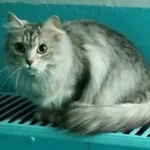 Подробнее об объявлении «Раменское Найдена кошка» Фото: найдена кошка  «Раменское Найдена кошка» в г. Раменское